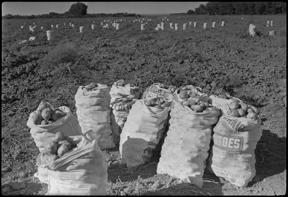Granada Relocation Center, Amache, Colorado. Part of the potato crop produced on the Amache farm. - NARA - 537328
