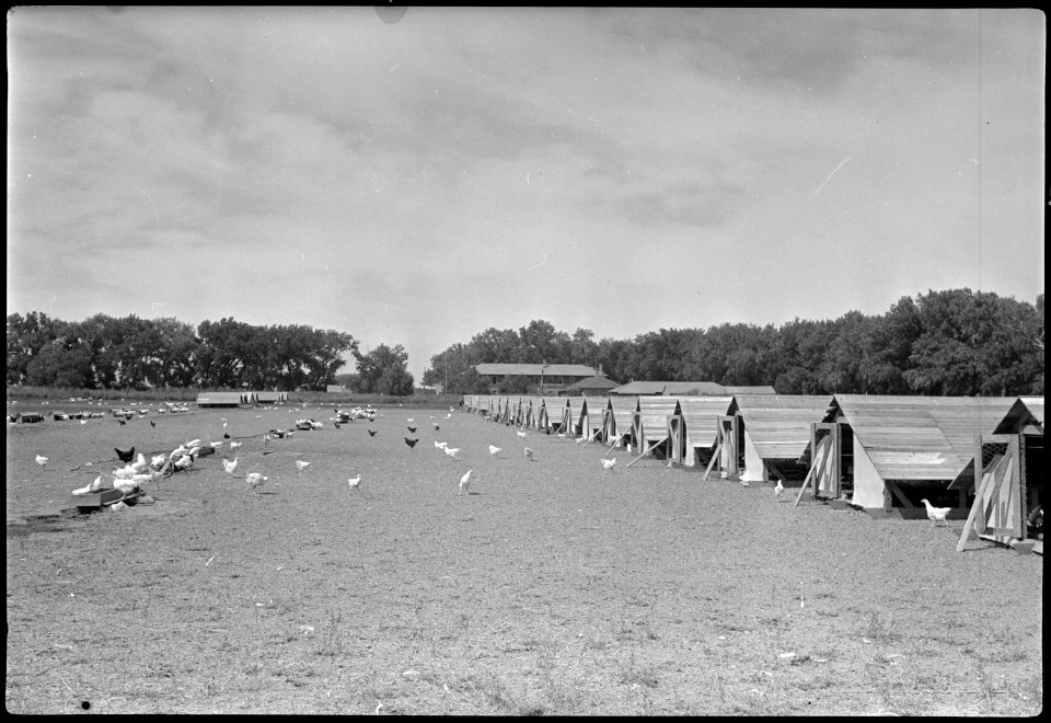 Granada Relocation Center, Amache, Colorado. Range shelters for poultry on the Amache farm. - NARA - 537344