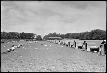 Granada Relocation Center, Amache, Colorado. Range shelters for poultry on the Amache farm. - NARA - 537344