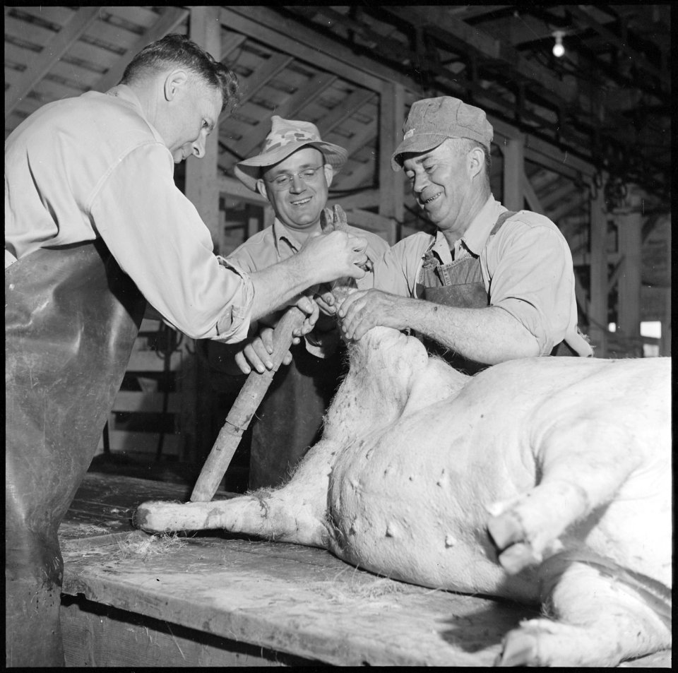 Granada Relocation Center, Amache, Colorado. Slaughter house at the project farm. A total of near . . . - NARA - 539954