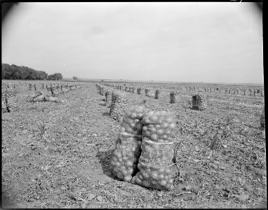 Granada Relocation Center, Amache, Colorado. Onion field on project farm. A total of nearly 15,00 . . . - NARA - 539950