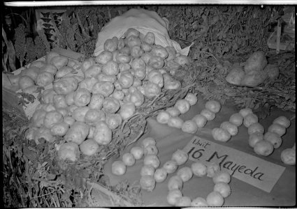 Granada Relocation Center, Amache, Colorado. Potatoes produced on the Amache farm exhibited at the . . . - NARA - 537323