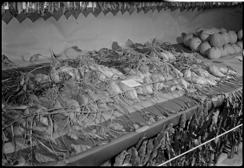 Granada Relocation Center, Amache, Colorado. Sweet potatoes produced on the Amache farm and exhibit . . . - NARA - 537358
