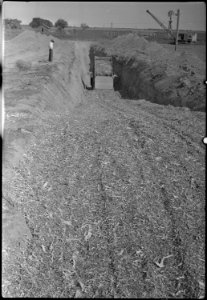 Granada Relocation Center, Amache, Colorado. Filling one of the two trench silos at the Amache farm . . . - NARA - 537334