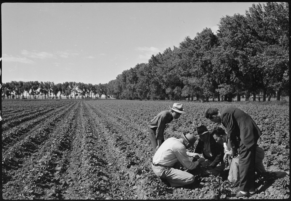 Granada Relocation Center, Amache, Colorado. Part of the Irish potatoes being grown on the center farm. - NARA - 537185