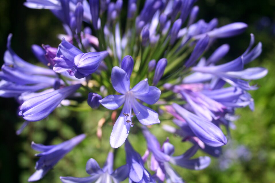 Wild wild flower flowers