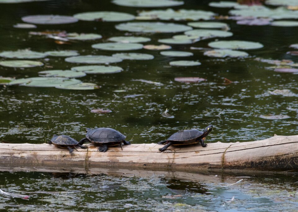 Reptile turtles animals