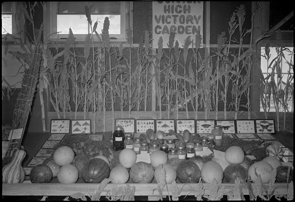 Granada Relocation Center, Amache, Colorado. The Junior High School Victory Garden display at the A . . . - NARA - 537338