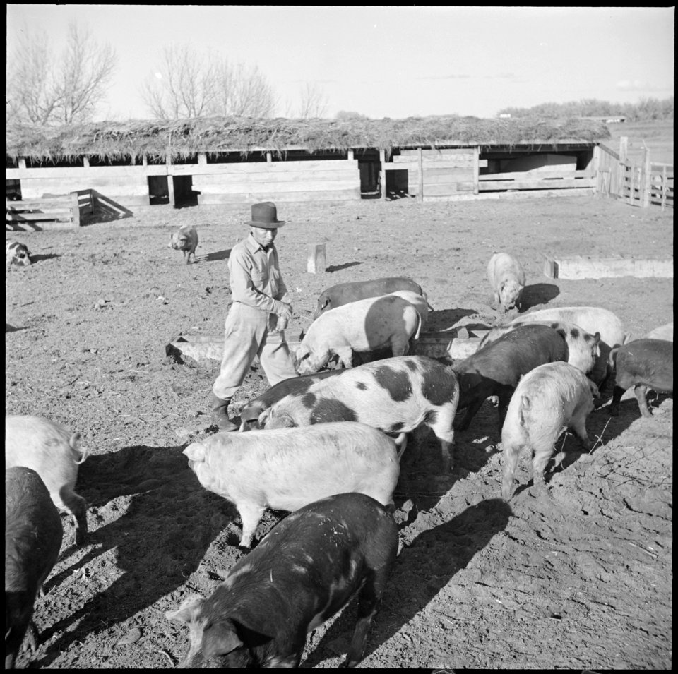 Granada Relocation Center, Amache, Colorado. The Amache center hog foreman, Nakamura, with some of . . . - NARA - 539078