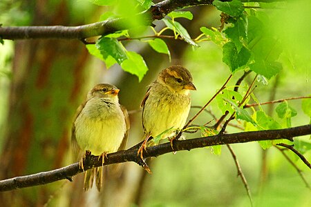 Birds spring branch