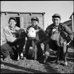 Granada Relocation Center, Amache, Colorado. Three high school Ag students with three of their char . . . - NARA - 539083