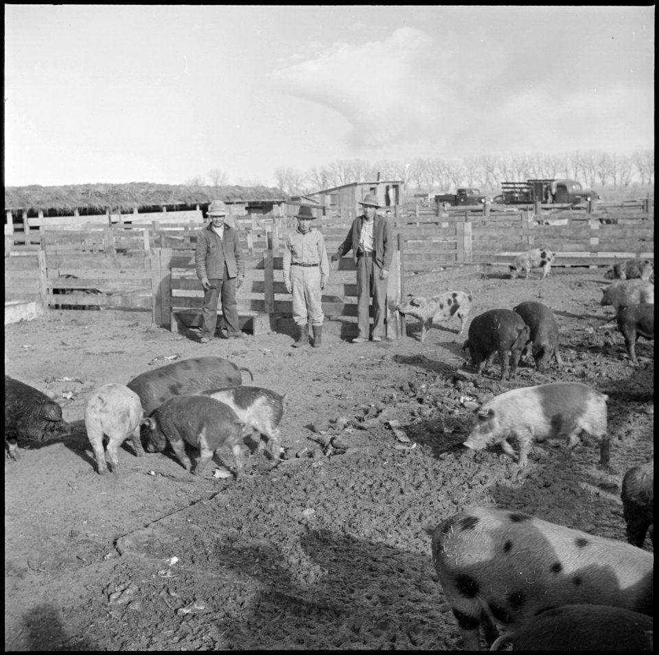 Granada Relocation Center, Amache, Colorado. The Amache center hog farm foreman, Nakamura, and two . . . - NARA - 539077