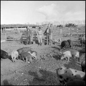 Granada Relocation Center, Amache, Colorado. The Amache center hog farm foreman, Nakamura, and two . . . - NARA - 539077