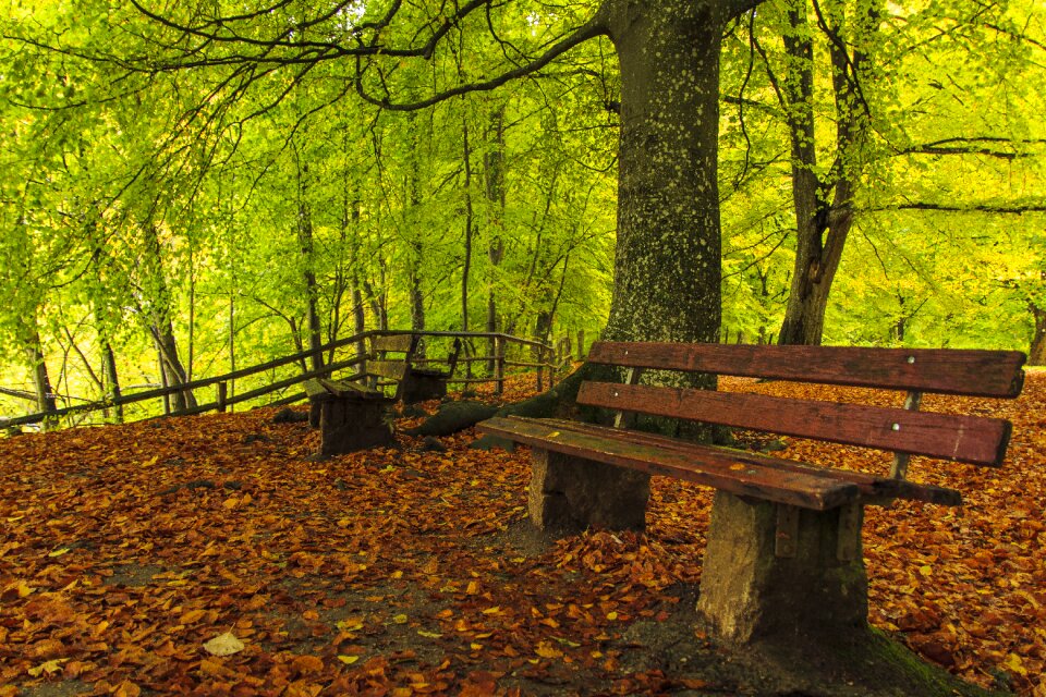 Autumn forest promenade tree lined avenue
