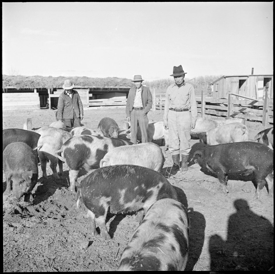 Granada Relocation Center, Amache, Colorado. The Amache hog farm foreman, Nakamura, and two of his . . . - NARA - 539079