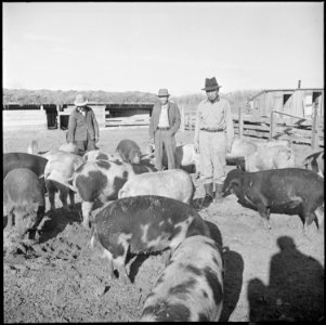 Granada Relocation Center, Amache, Colorado. The Amache hog farm foreman, Nakamura, and two of his . . . - NARA - 539079