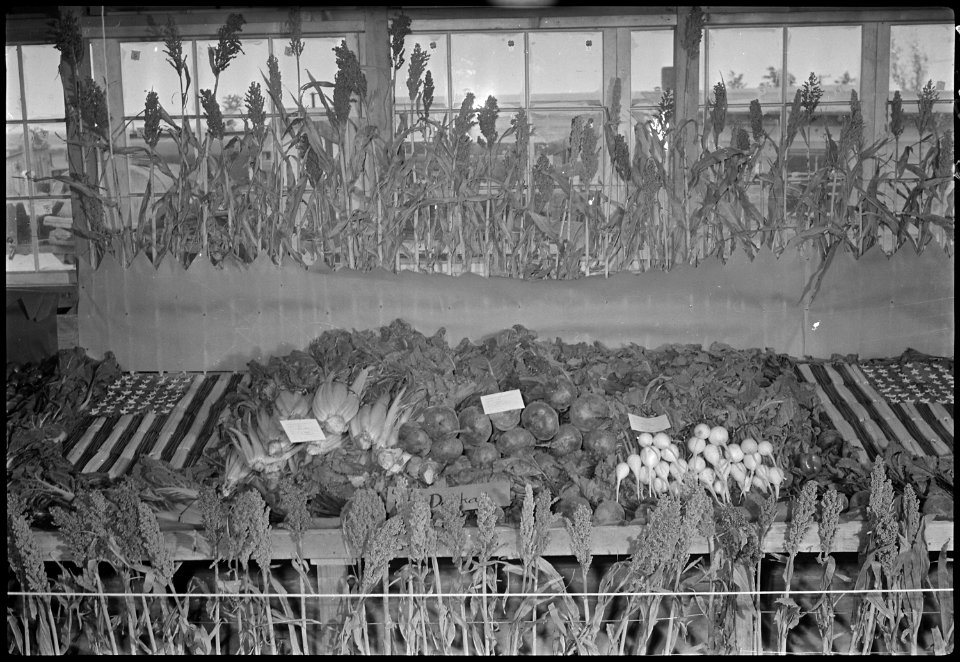Granada Relocation Center, Amache, Colorado. Vegetable crops produced on the Amache farm as exhibit . . . - NARA - 537361