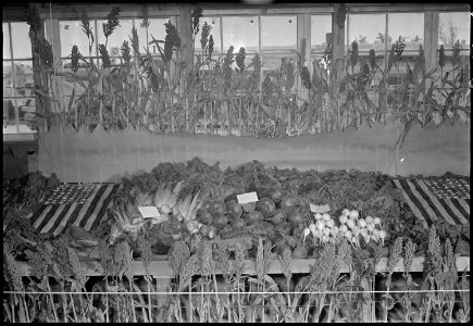 Granada Relocation Center, Amache, Colorado. Vegetable crops produced on the Amache farm as exhibit . . . - NARA - 537361