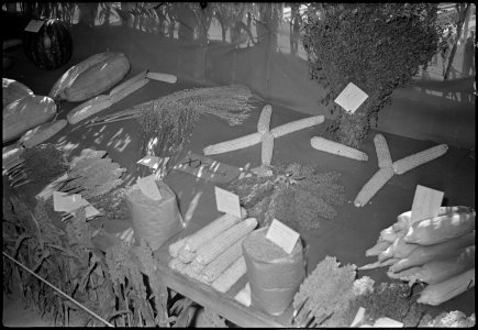 Granada Relocation Center, Amache, Colorado. Sorghum, corn, and other crops produced on the XY Ranc . . . - NARA - 537339