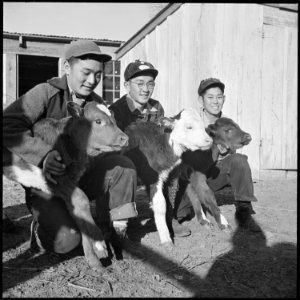 Granada Relocation Center, Amache, Colorado. Three high school Ag students with three of their char . . . - NARA - 539082