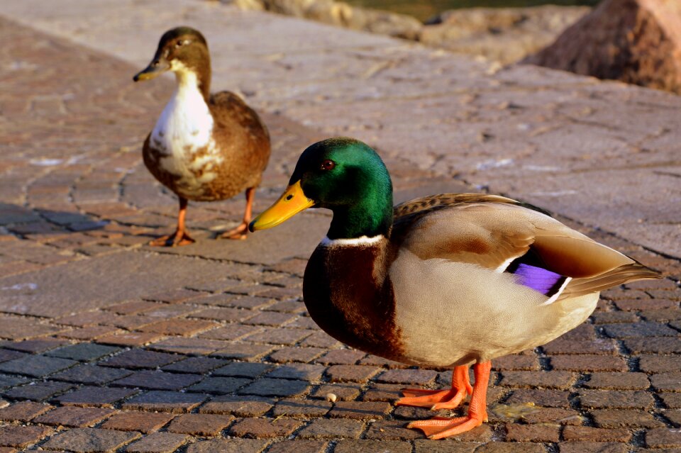 Animal birds biped
