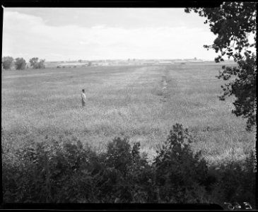 Granada Relocation Center, Amache, Colorado. Typical section of the land to be farmed by the reside . . . - NARA - 538729