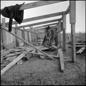Granada Relocation Center, Amache, Colorado. Volunteer workers constructing hog sheds for the Amach . . . - NARA - 539075