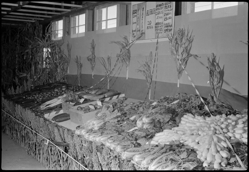 Granada Relocation Center, Amache, Colorado. Vegetable crops exhibited at the Amache Agricultural F . . . - NARA - 537353