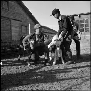 Granada Relocation Center, Amache, Colorado. Three high school Ag students rounding up new born cal . . . - NARA - 539081