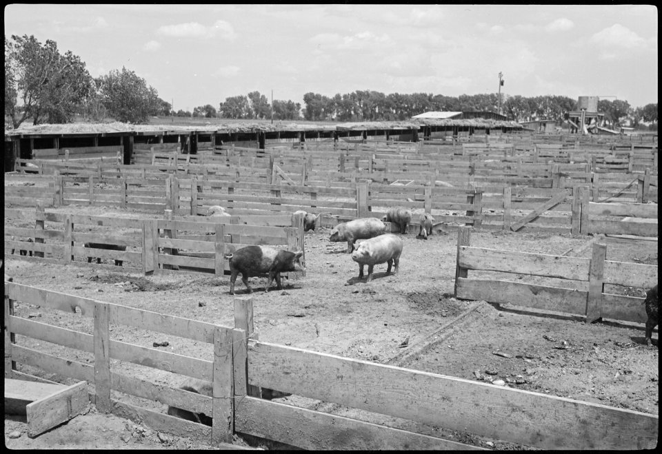 Granada Relocation Center, Amache, Colorado. View of hog pens of project farm. - NARA - 537202