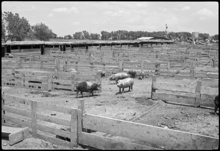 Granada Relocation Center, Amache, Colorado. View of hog pens of project farm. - NARA - 537202