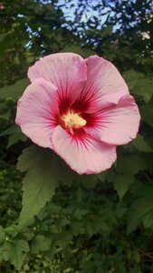 Yellow pink pollen
