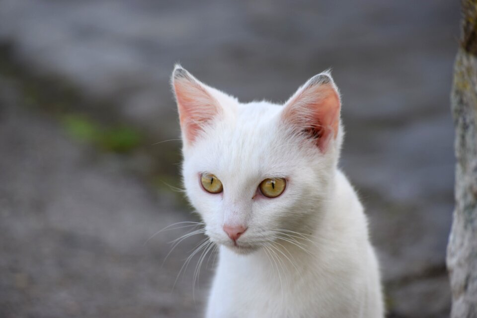 White eyes gray eye