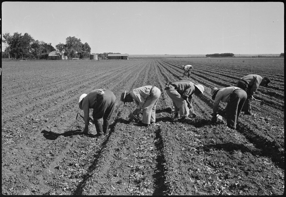 Granada Relocation Center, Amache, Colorado. Volunteer farm workers thin lettuce. - NARA - 537183