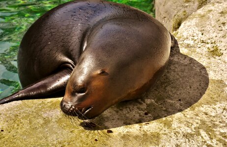 Robbe meeresbewohner animal