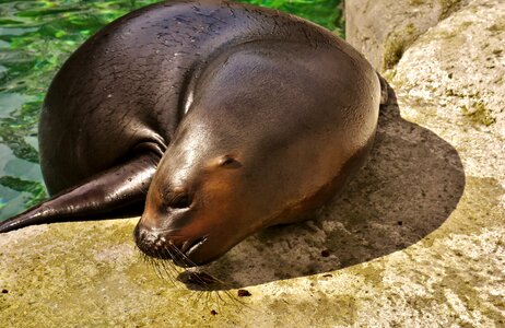 Robbe meeresbewohner animal photo