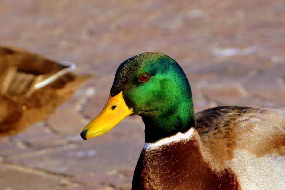 Animal bird biped
