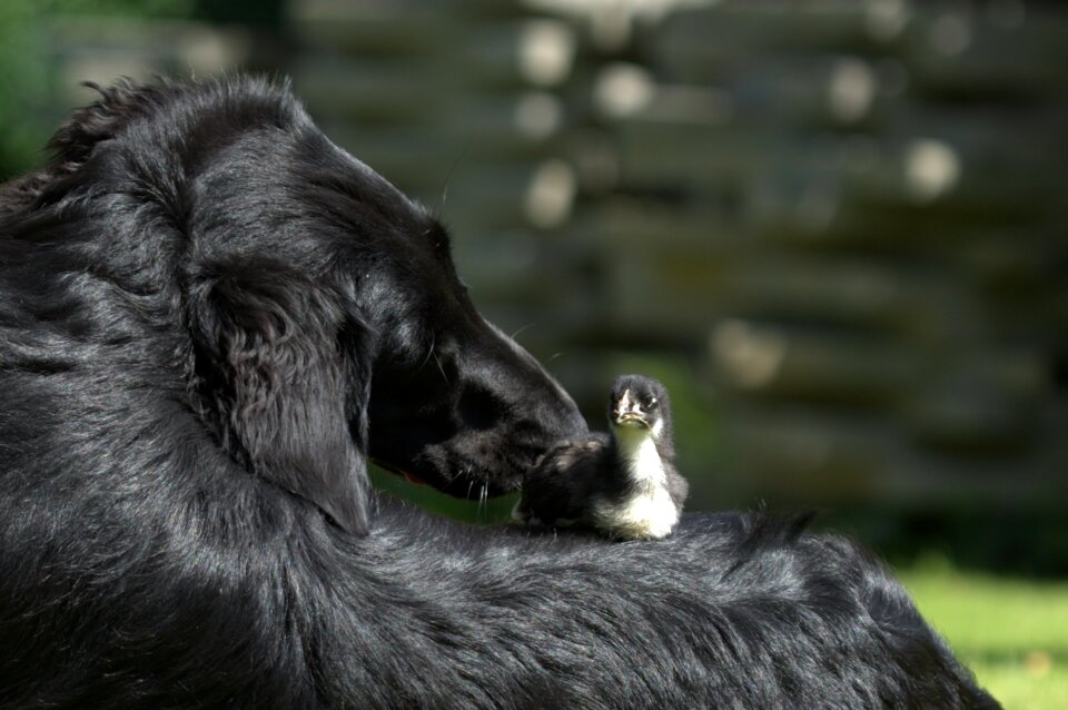 Dog portrait flatcoated retriever