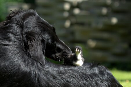 Dog portrait flatcoated retriever