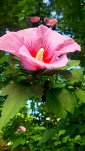 Nature summer vivid