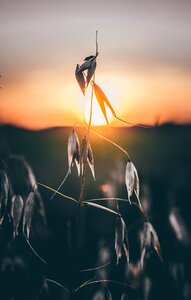 Nature sunset sunlight