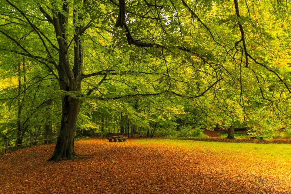 Autumn forest promenade tree lined avenue