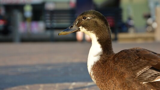 Animal bird biped