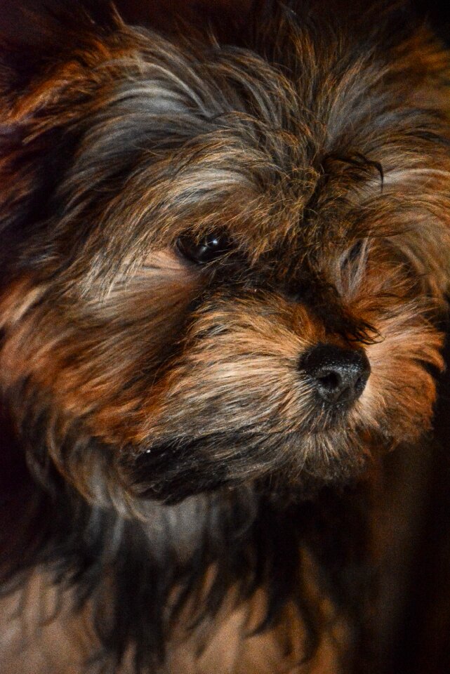 Animal breed canine