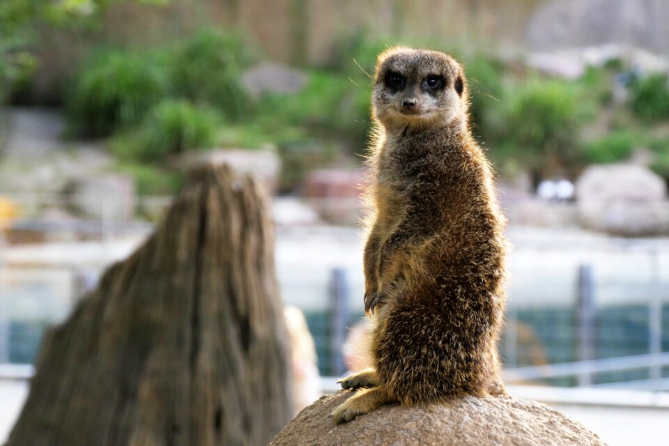 Cute sit wild animal