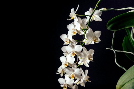 Dark flower orchids