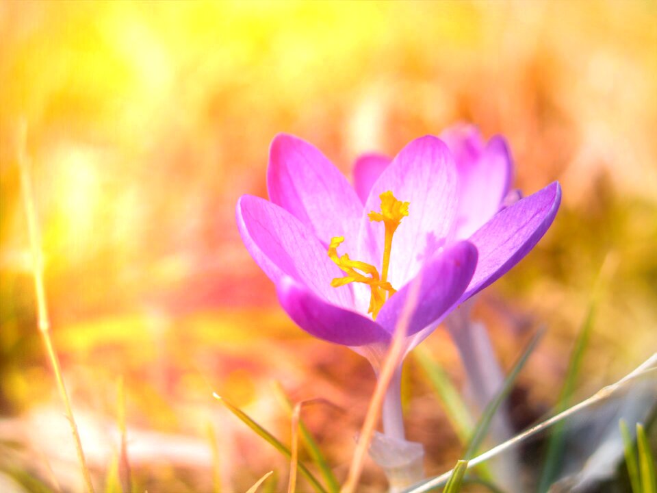 Flower plant petal