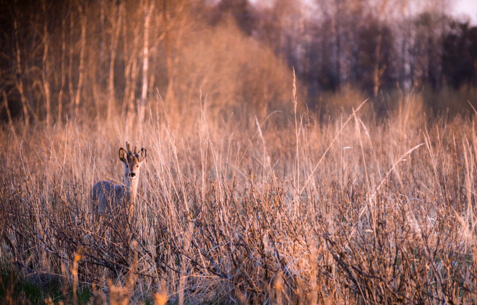 Forest mountain grass