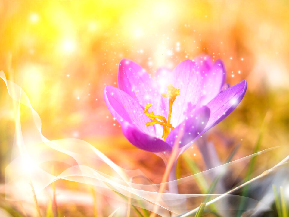 Flower plant summer