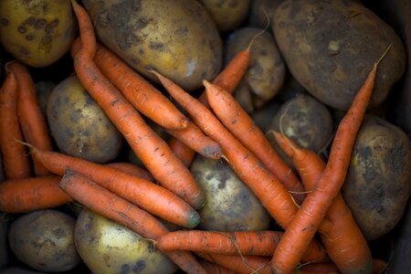 Root vegetable potato closeup